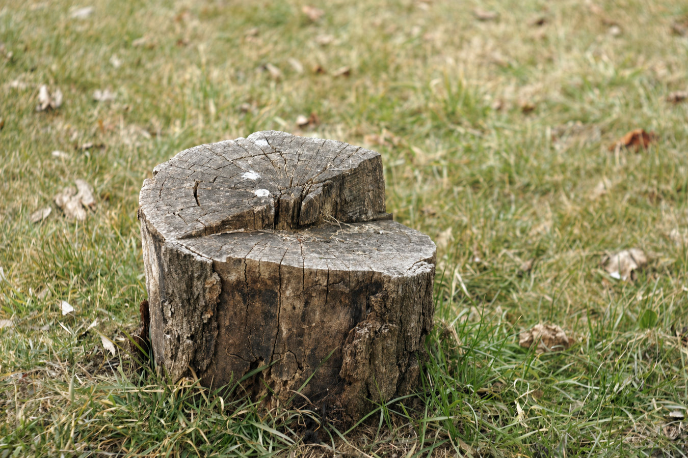 Stump removal in Napa, CA