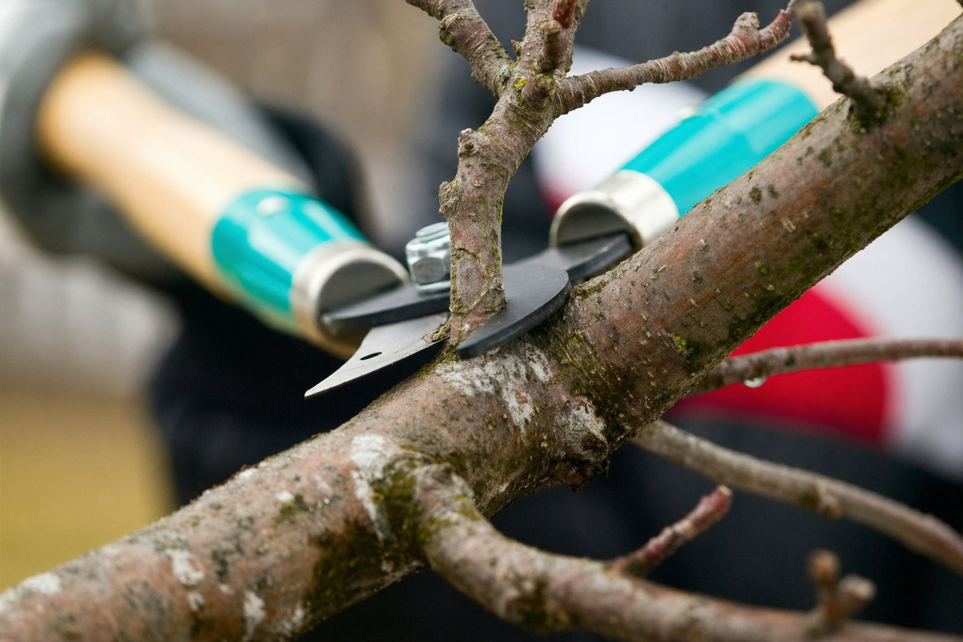 Tree pruning in Napa, CA