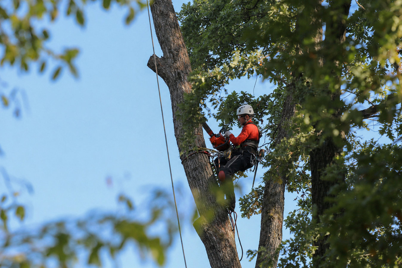 Tree Service in Vallejo, CA